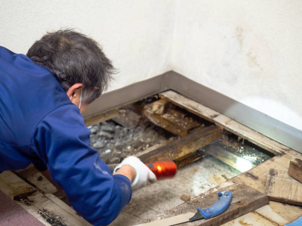 Best Residential Mold Remediation in Princeton, TX