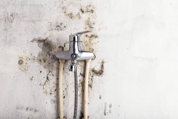 Best Post-Flood Mold Remediation in Princeton, TX