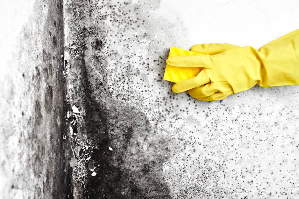 Best Commercial Mold Remediation in Princeton, TX