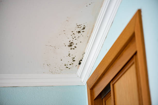 Best Residential Mold Remediation in Princeton, TX