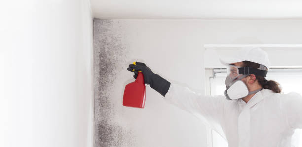 Best DIY Mold Remediation Support Services in Princeton, TX
