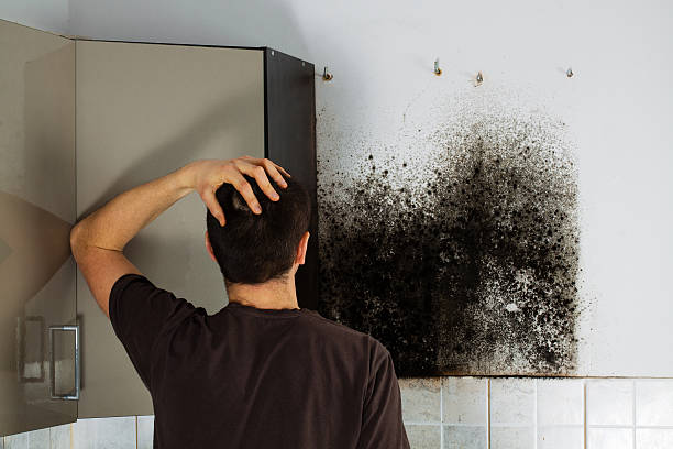 Best Residential Mold Remediation in Princeton, TX