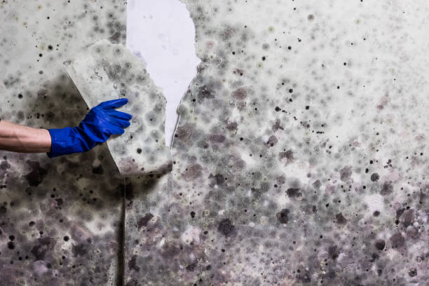 Best Attic Mold Remediation in Princeton, TX