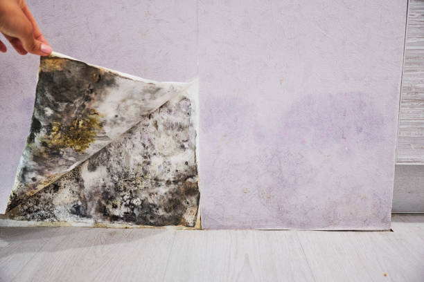 Best Basement Mold Remediation in Princeton, TX